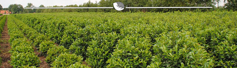 Groenblijvende Laurier planten - Gardline